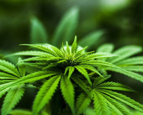 New York's Marijuana Refore