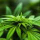 New York's Marijuana Refore