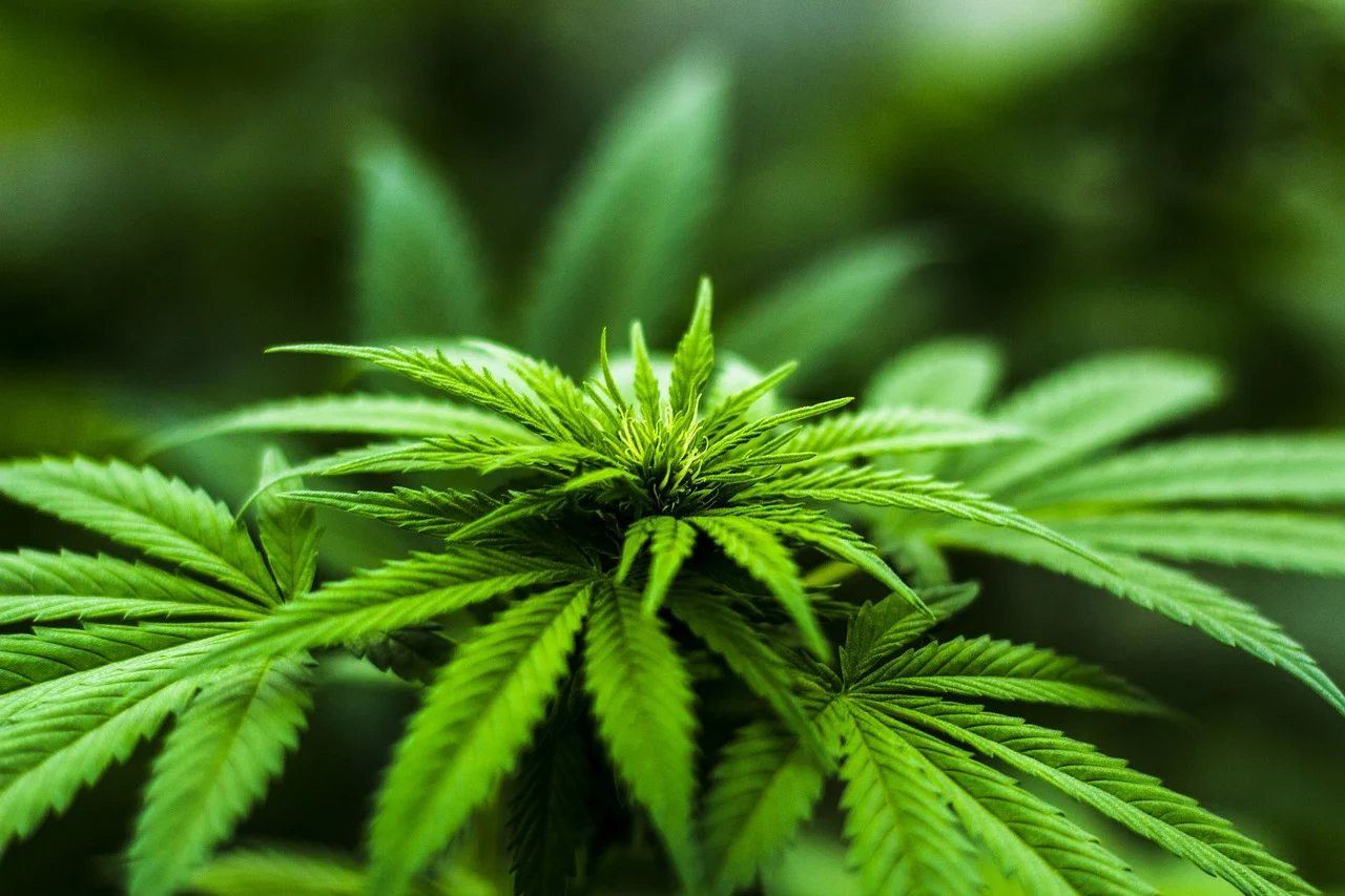 New York's Marijuana Refore